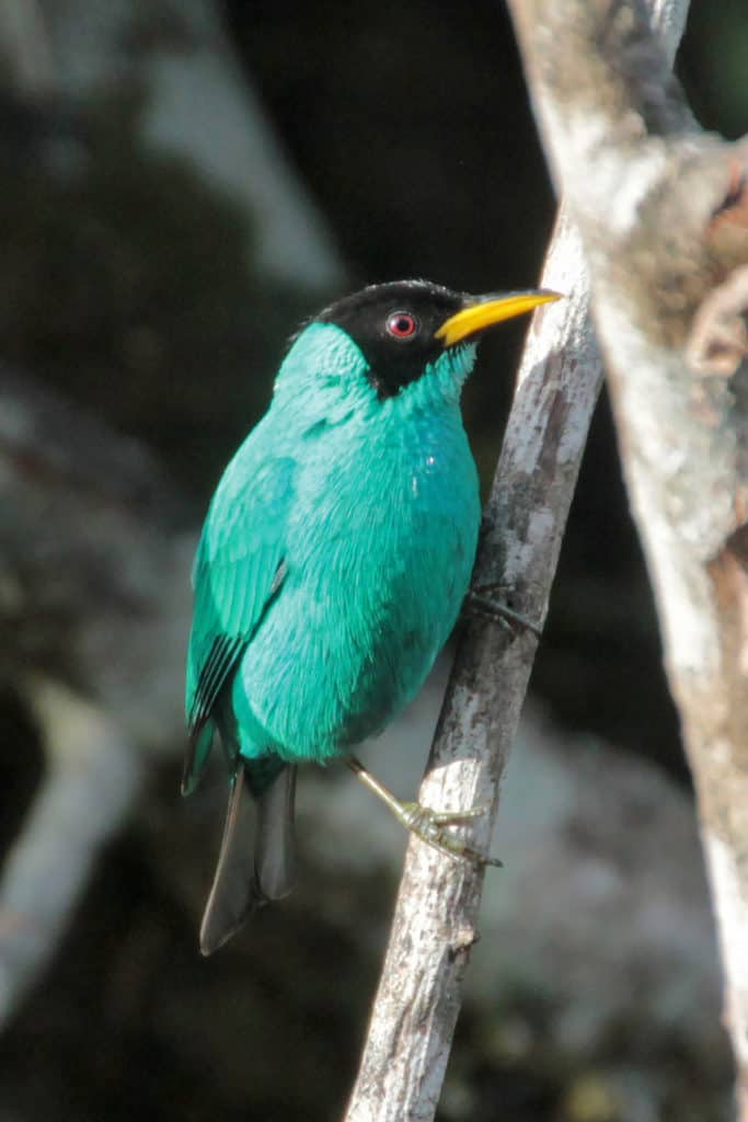 DOT - Costa Rica Day 6