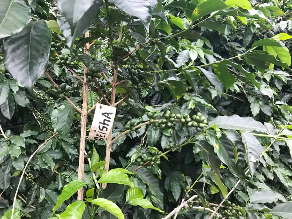 labeled Panamanian Geisha specialty coffee plant with green coffee cherries