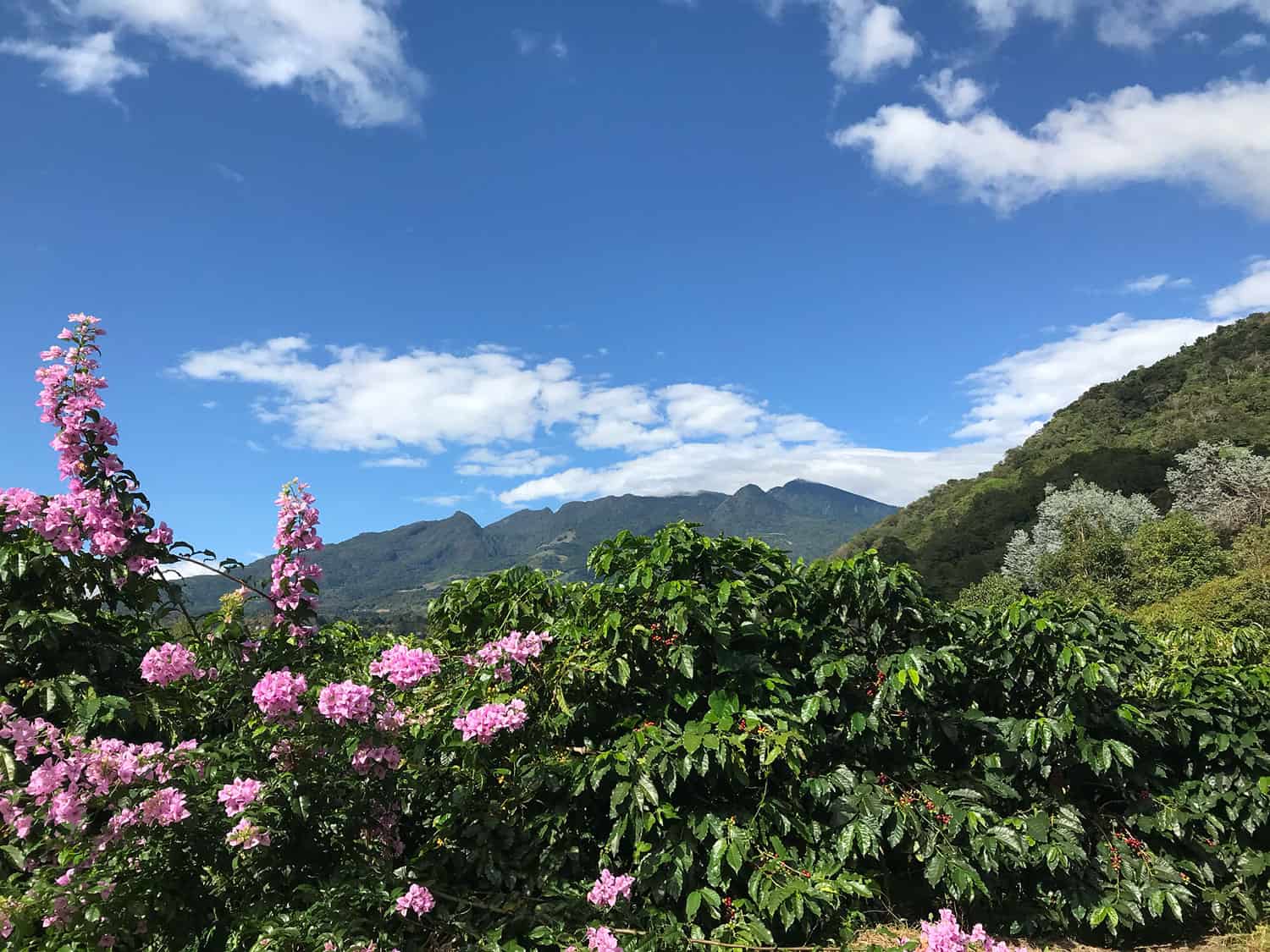 purple azaleas overlooking mountains of Boquete, Panama